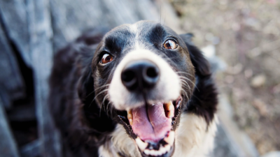 Uşak’ta kedi ve köpekler için kimliklendirme zorunluluğu getirildi. Son tarih: