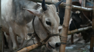 T.C. Tarım ve Orman Bakanlığı, Kurban Bayramı sonrası etlerin sağlıklı