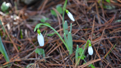 Spil Dağı Milli Parkı’nda koruma altındaki kardelenler bu yıl erken