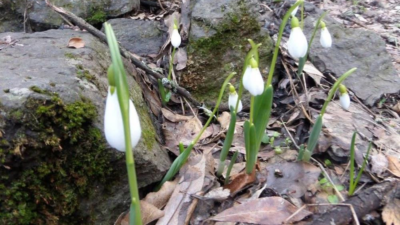 Kütahya’nın Gediz ilçesinde bulunan Murat Dağı Milli Parkı’nda kardelen koparanlara